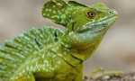 Respiratorni sistem reptile